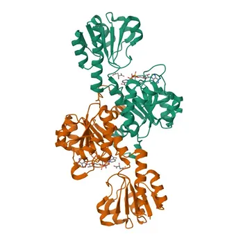 Anticuerpo monoclonal Anti-PHGDH para WB, IHC-P, IF/ICC, ELISA - O43175