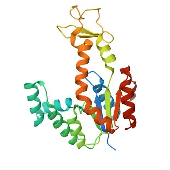 Anticorpo Monoclonal Anti-Adenilato Quinase 4 para WB, IHC-P, IF/ICC, ELISA - P27144