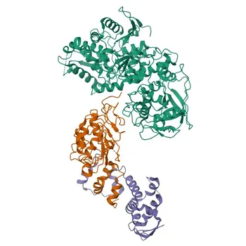 Anticorpo Monoclonal Coelho Anti-IRP2 para WB, IHC-P, ELISA - P48200