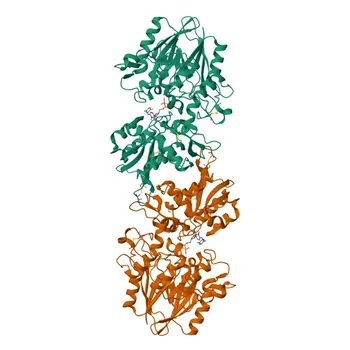 Anticorpo Monoclonal de Coelho Anti-Humano NT5E/CD73 Conjugado a APC para Citometria de Fluxo - P21589