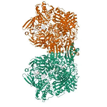 Anti-Xanthine Oxidase (XDH) Rabbit Monoclonal Antibody for WB - P47989