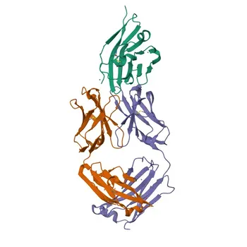 Rabbit anti-Human CD47 Monoclonal Antibody for FC - Q08722