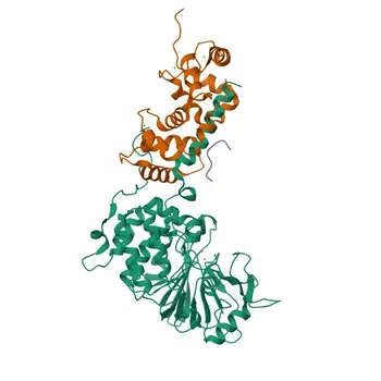 Anticorpo Monoclonal de Coelho Anti-NFAT2 para WB - O95644