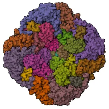 Anti-Frataxin/FXN Rabbit Monoclonal Antibody for WB, IF/ICC, ELISA - Q16595