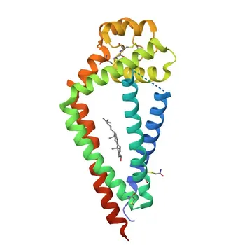 Анти-CD81 Rabbit PolymAb® для WB, IHC-P, ELISA - P60033