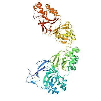 Anticorpo Monoclonal de Coelho Anti-TGFBI (TGF beta induced) para WB, ELISA - Q15582