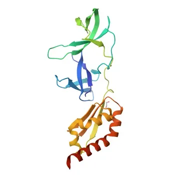 Anticorpo Monoclonal Anti-FMRP para WB, IHC-P, ELISA - Q06787