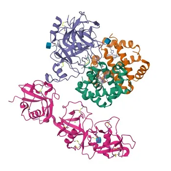 Anti-CD163 Coelho PolymAb® para WB, IF-P, IHC-P, ELISA - Q86VB7 / Q2VLH6
