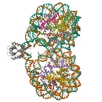 Anticorpo Monoclonal de Coelho Anti-PARP2 para WB e ELISA - Q9UGN5