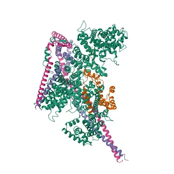 Anti-WTAP Monoclonal Antibody for WB, IHC-P, ELISA - Q15007