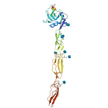 Anticorpo monoclonale coniugato di coniglio anti-umano CD62E/E-Selectina per Citometria a Flusso - P16581