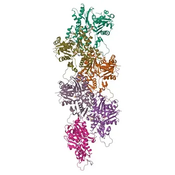 Антитело к α-Актину-1 (α-SMA) кроличье моноклональное для Вестерн-блоттинга, иммунофлуоресценции на парафиновых срезах (IF-P), иммуногистохимии на парафиновых срезах (IHC-P), ELISA - P68133