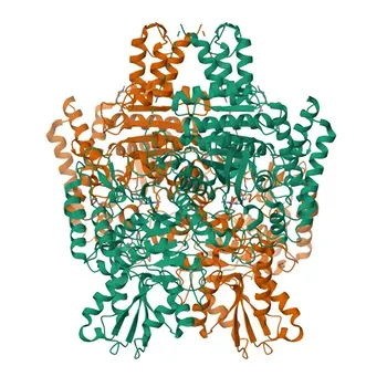 Anti-DHTKD1 Monoclonal Antibody for WB, IF/ICC, ELISA - Q96HY7