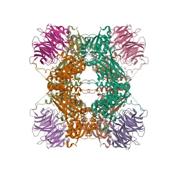WDR77 Mouse Monoclonal Antibody for WB and ELISA - Q9BQA1