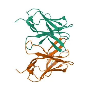 Rabbit anti-Cat CD8 alpha Monoclonal Antibody for FC - P41688