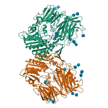 Rabbit anti-Human CD26/DPP4 mAb for Flow Cytometry - P27487