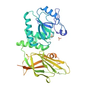 Anti-PTEN Monoclonal Antibody for WB, IHC-P, ELISA - P60484