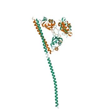 Anti-SFPQ Monoclonal Antibody for WB, IHC-P, IF/ICC, IP, ELISA - P23246
