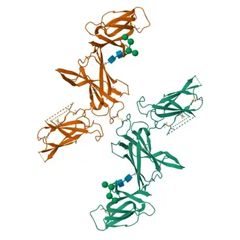 Anti-IL12B Rabbit Monoclonal Antibody for WB, IHC-P, FC, ELISA - P43432