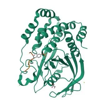 Anti-Nephrin Rabbit Monoclonal Antibody for WB, IHC-P, ELISA - O60500