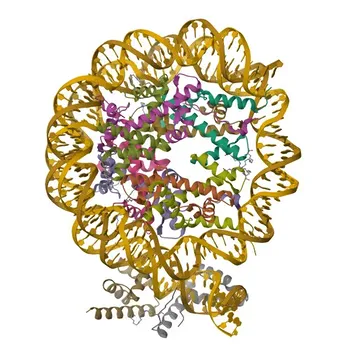 Anticorpo Monoclonal de Coelho TriMetil-Histona H3-K27 (Q16695/P68431) para ChIP, CUT&Tag, WB