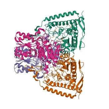 Anticorpo Monoclonal Anti-PDHA1 para WB - P08559