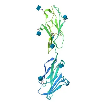 Anticorpo monoclonale coniglio anti-umano CD66a/CEACAM1 per FC - P13688