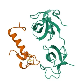 NCOA4 Rabbit Monoclonal Antibody for WB, IP, ELISA - Q13772