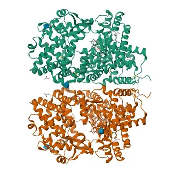 Моноклональное антитело к Anti-CD10/MME для WB, IHC-P, ELISA - P08473