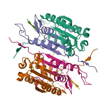 Anti-Caspase-2 Monoclonal Antibody for WB, ELISA - P42575