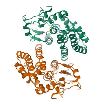 Anticorpo Monoclonal Anti-GSTO1 para WB, ELISA - P78417