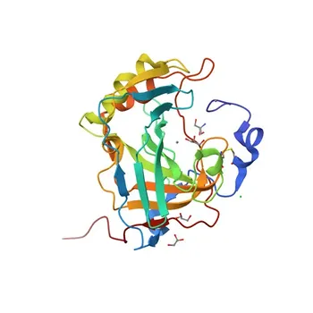 Anticuerpo Monoclonal de Conejo Anti-Anhidrasa Carbónica 9 (CA9/G250) para WB, IHC-P, ELISA - Q16790