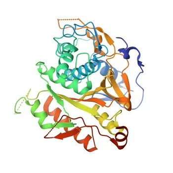 Anticorpo Monoclonal de Coelho Anti-ATG4B para WB, IF, ELISA - Q9Y4P1