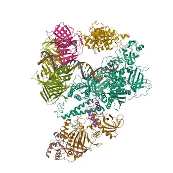 Anti-FEN-1 Rabbit Monoclonal Antibody for WB, IHC-P, ELISA - P39748