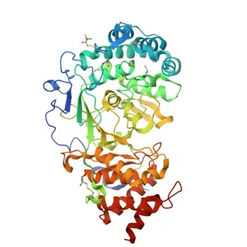 Anticorpo Monoclonal Anti-PARG de Coelho para WB e ELISA - Q86W56