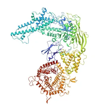 Anti-AGL (GDE) Rabbit Monoclonal Antibody for WB, IF/ICC, ELISA - P35573