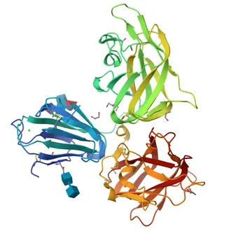 Kaninchen anti-human CD304/Neuropilin-1 mAb für FC - O14786