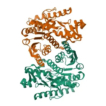 Anticorpo Monoclonal Anti-MDH1 para WB, ELISA - P40925