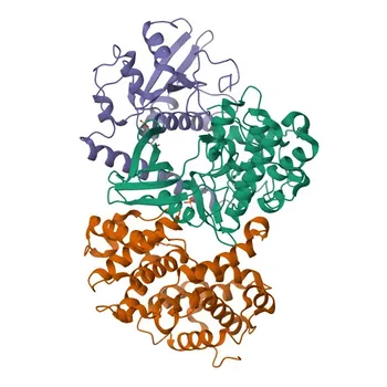 Anti-CDC25A Rabbit Monoclonal Antibody for WB, ELISA - P30304