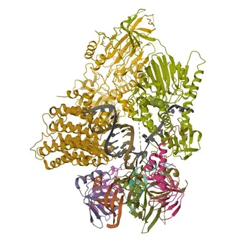 Anticorpo Monoclonal de Coelho Anti-CPSF73 para WB, IP, ELISA - Q9UKF6