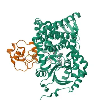 Anticorpo Monoclonal de Coelho Anti-CYP11A1 para WB e ELISA - P05108