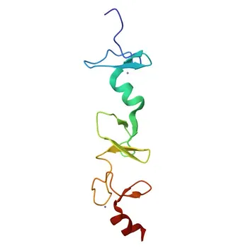 Anticorpo Monoclonal Anti-FHL2 para WB, ELISA - Q14192
