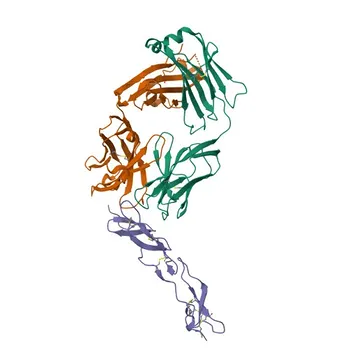 mAb PE coelho anti-CD40 humano para FC - P25942