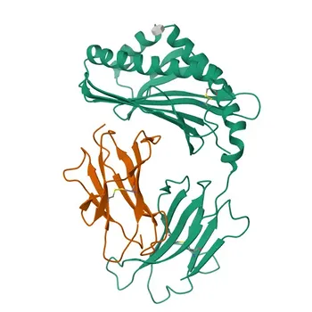 Anti-CD1d Monoclonal Antibody for WB, IF/ICC, FC, ELISA - P15813