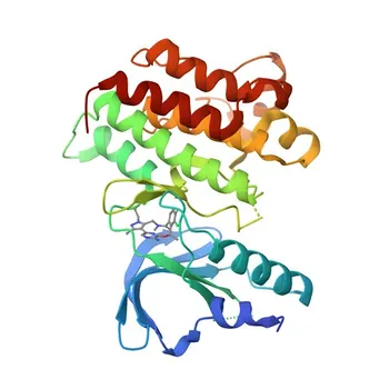 Anti-Axl Monoclonal Antibody for WB - P30530