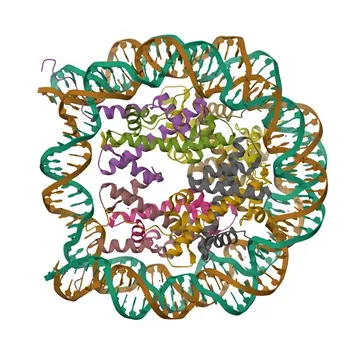 Anticuerpo Monoclonal Anti-Histon H2A.Z para WB, IP, ELISA, ChIP - P0C0S5