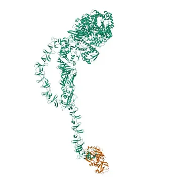 Anticorpo Monoclonal PE de Coelho contra TMPRSS2 Humano para Citometria de Fluxo - O15393