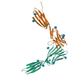 Anticorpo Monoclonal Coelho anti-Mouse CD200/OX2 para FC - O54901