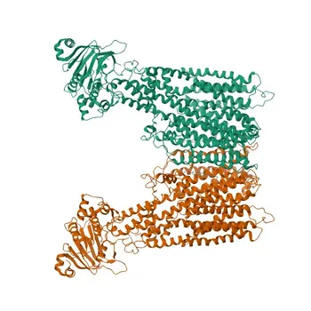 Anticuerpo Monoclonal de Conejo Anti-MRP1/ABCC1 para WB, IHC-P, ELISA - P33527