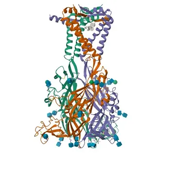 Anti-P2RX4 Anticorpo Monoclonal de Coelho para WB, IF-P, ELISA - Q99571